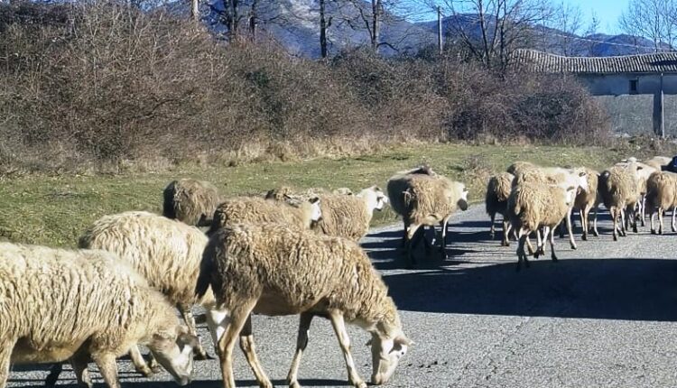 pecore su strada