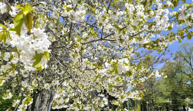 primavera alberi fioriti